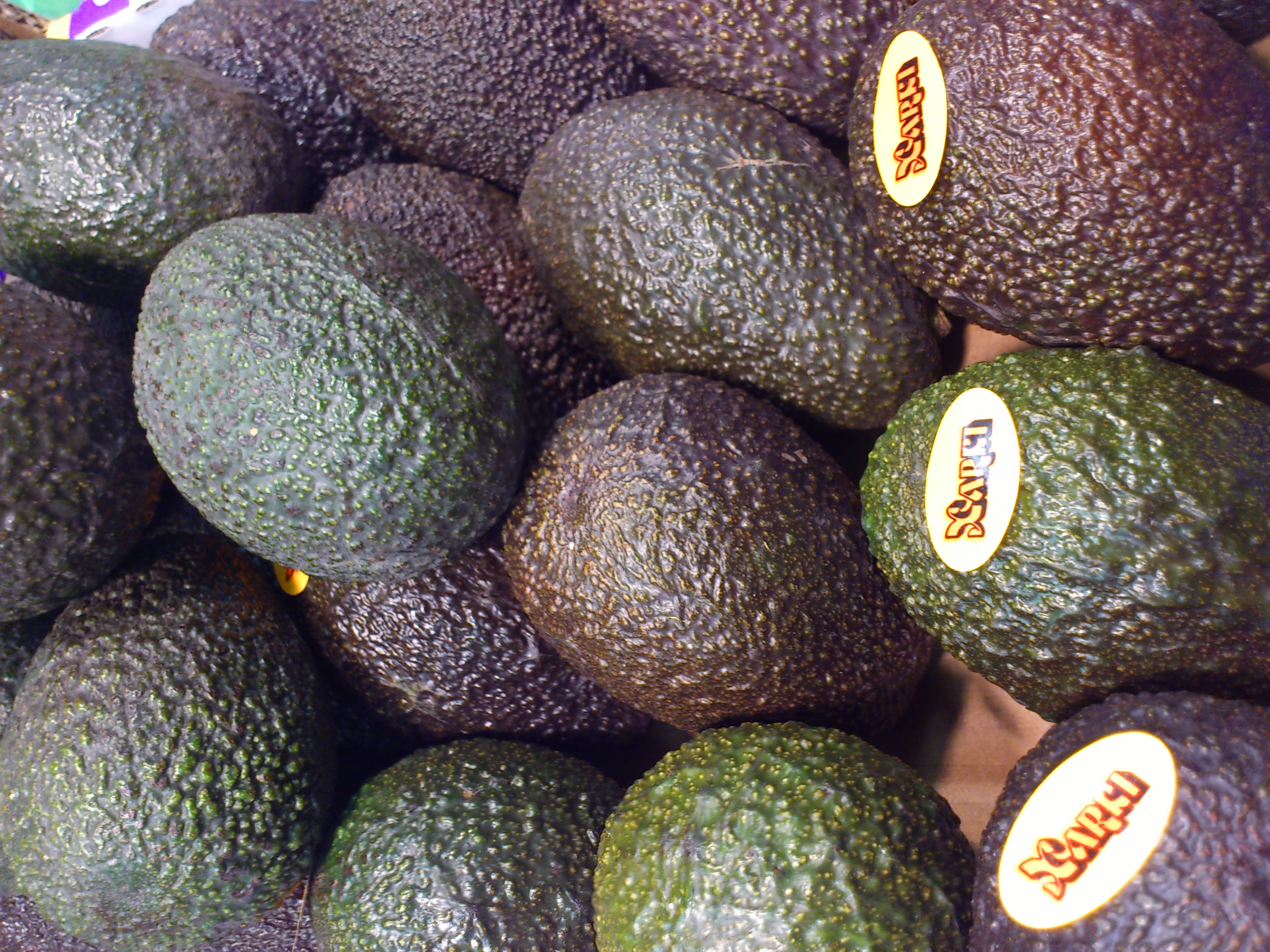 avocat